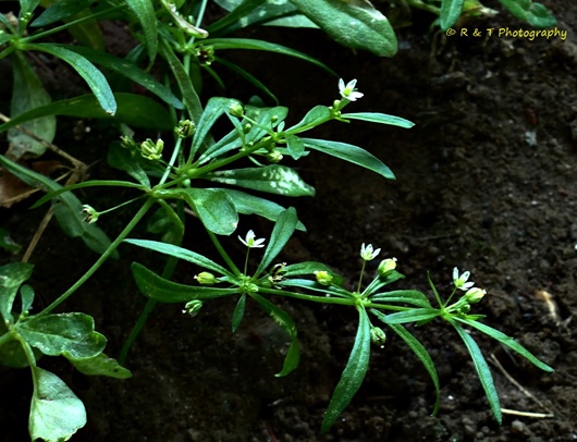 {Mollugo verticillata}